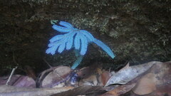 Selaginella polymorpha