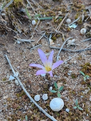 Colchicum filifolium