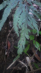 Selaginella polymorpha