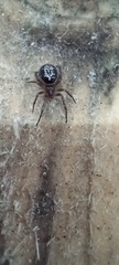 Steatoda nobilis