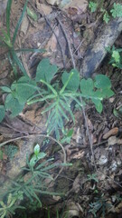 Selaginella polymorpha