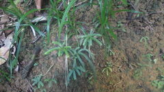 Selaginella polymorpha