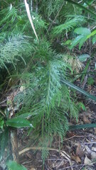 Selaginella polymorpha