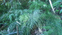 Selaginella polymorpha