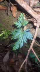 Selaginella polymorpha