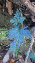 Selaginella polymorpha