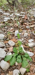 Nicotiana repanda