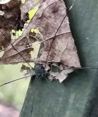 Leiobunum viridorsum