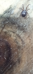 Steatoda nobilis