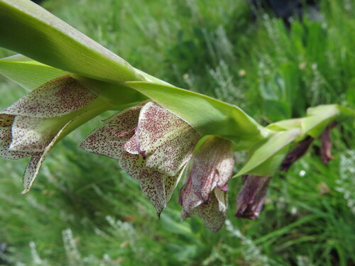 Image of Gladiolus ecklonii by no rights reserved