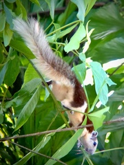 Callosciurus finlaysonii