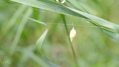 Cyrtarachne inaequalis