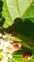 Dinocampus coccinellae