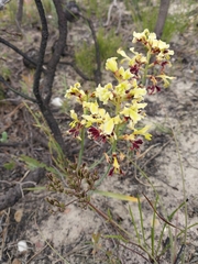 Tritoniopsis parviflora