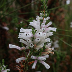 Erica perspicua perspicua