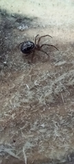 Steatoda nobilis
