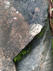 Helicorthomorpha