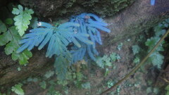 Selaginella polymorpha