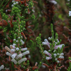 Erica perspicua perspicua