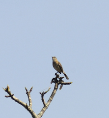 Cercotrichas leucophrys