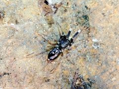 Phrurolinillus lisboensis