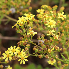 Senecio angulatus
