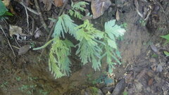 Selaginella polymorpha
