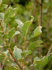 Salix aurita