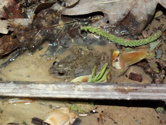 Pseudacris brachyphona