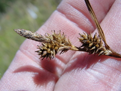 Carex lemmonii