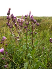 Cirsium arvense integrifolium