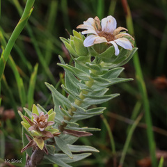 Osmitopsis asteriscoides