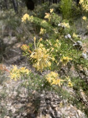 Isopogon