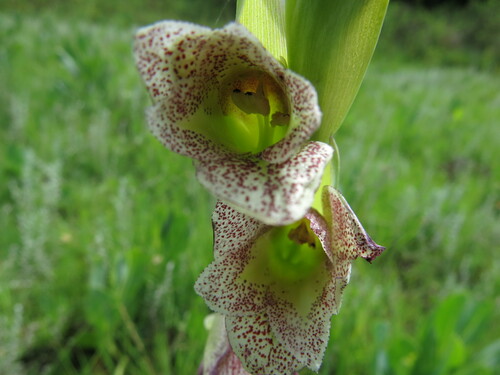Image of Gladiolus ecklonii by no rights reserved