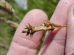 Carex lemmonii