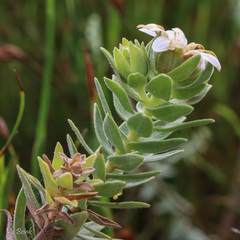 Osmitopsis asteriscoides