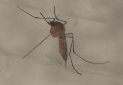 Culiseta longiareolata