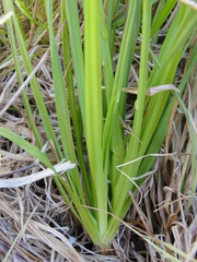 Carex lemmonii