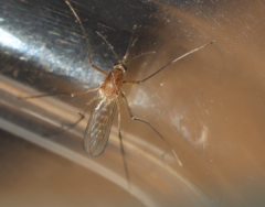 Culiseta longiareolata