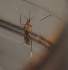 Culiseta longiareolata