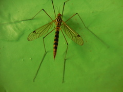 Nephrotoma flavipalpis