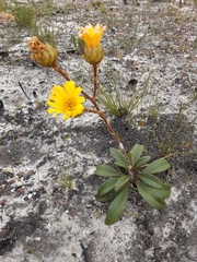 Berkheya herbacea