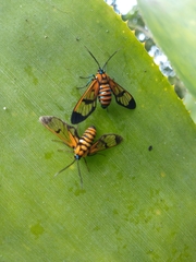 Gymnelia ethodaea