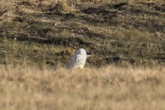 Bubo scandiacus