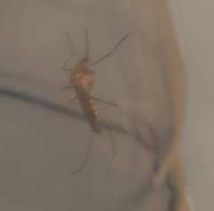 Culiseta longiareolata