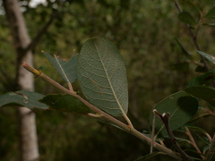 Salix atrocinerea