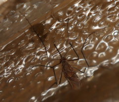 Culiseta longiareolata