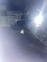 Clogmia albipunctata