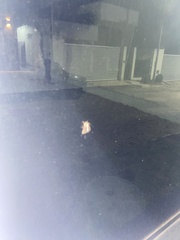 Clogmia albipunctata