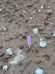 Colchicum filifolium